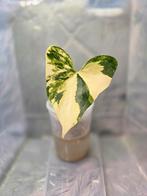 Anthurium Pterodactyl Variegated, Ophalen of Verzenden