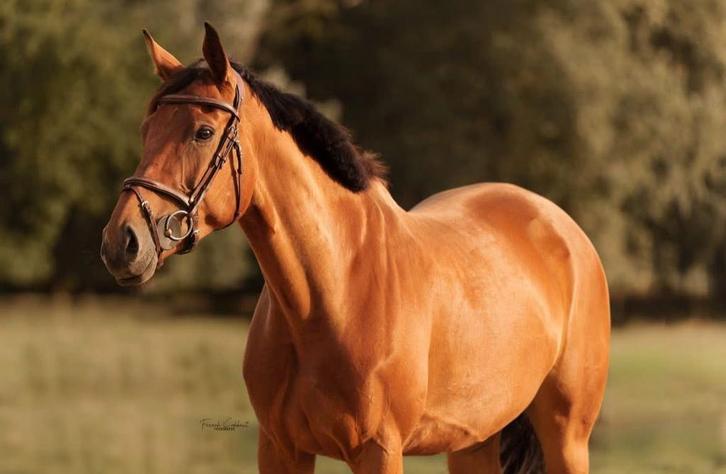Springpaard te koop, Animaux & Accessoires, Chevaux, Jument, Débourré, 165 à 170 cm, 7 à 10 ans, Cheval de saut, Avec pedigree