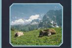 KOEIEN  ZILLERTAL  TIROL, Collections, Cartes postales | Animaux, Envoi, Non affranchie, Autres