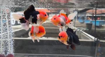 Oranda Long Tail 2 or 3 or 4 Color Mix 12-17 CM beschikbaar voor biedingen