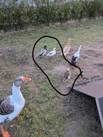 Trio Hollandse kwakers, Dieren en Toebehoren, Pluimvee