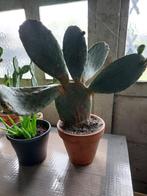 cactussen, Maison & Meubles, Plantes d'intérieur, Cactus, Enlèvement, Moins de 100 cm