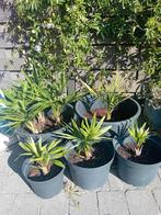 Fortunei of Chinese waaierpalm, palmboom, Vaste plant, Bloeit niet, Halfschaduw, Ophalen