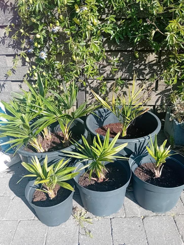Fortunei of Chinese waaierpalm, palmboom, Tuin en Terras, Planten | Tuinplanten, Vaste plant, Overige soorten, Halfschaduw, Bloeit niet