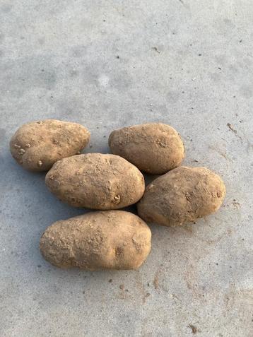 Aardappelen Bintje (Friet), Zakelijke goederen, Landbouw | Aardappelen, Groenten, Fruit en Vlees, Ophalen