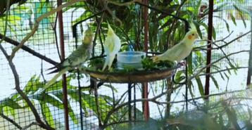 Nouveau foyer aimant pour vos oiseaux  beschikbaar voor biedingen