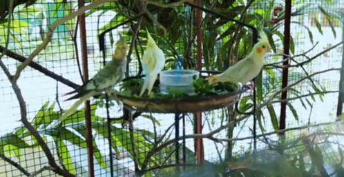 Nouveau foyer aimant pour vos oiseaux, Dieren en Toebehoren, Vermiste en Gevonden Dieren, Vogel