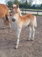Haflinger hengsten veulen, Dieren en Toebehoren