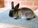 Zeer mooie en lieve Rex dwerg., Dieren en Toebehoren, Konijnen, Dwerg