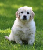 Golden retriever pups, CDV (hondenziekte), Meerdere, Golden retriever, 8 tot 15 weken