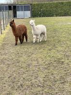 Alpaca hengstjes, Dieren en Toebehoren, Juli, Mannelijk