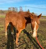Recreatiepaard, Dieren en Toebehoren, Pluimvee