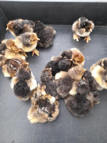 Gros poussins Brahma or/noir ourlés, Sexe inconnu, Poule ou poulet