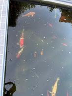 Koi, Dieren en Toebehoren