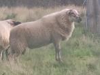 Kempense ram, Dieren en Toebehoren, Schapen, Geiten en Varkens, Mannelijk, Schaap, 0 tot 2 jaar