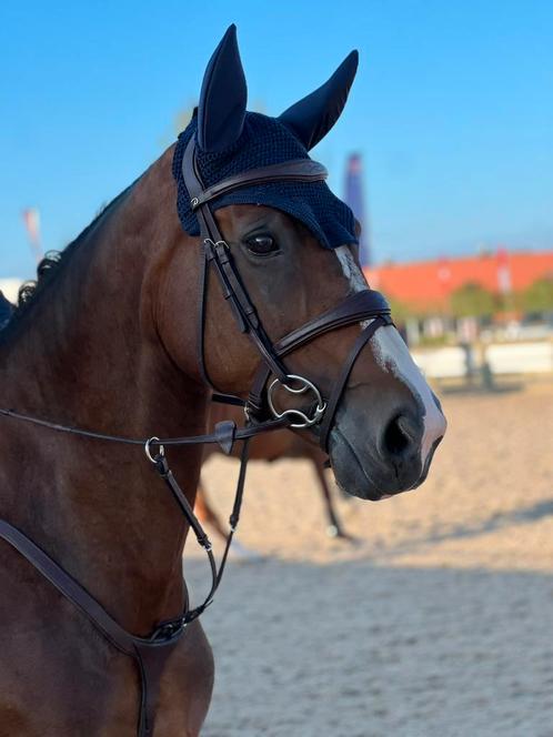 Merrie te koop, Dieren en Toebehoren, Paarden, Merrie, 165 tot 170 cm, 11 jaar of ouder, Recreatiepaard, Met stamboom, Gechipt