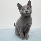 Bleu Russe - chatons à vendre, Animaux & Accessoires, Vermifugé, Plusieurs animaux, 0 à 2 ans
