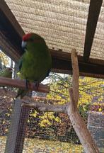 kakariki's te koop, Dieren en Toebehoren, Vogels | Parkieten en Papegaaien
