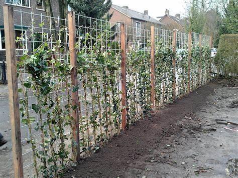HEDERA HAAGPLANTEN  (Bladhoudend) 1 mtr. , 4€/stuk, Tuin en Terras, Planten | Tuinplanten, Vaste plant, Klimplanten, Ophalen