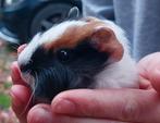 Baby cavia zeugje, Dieren en Toebehoren, Oktober, Cavia