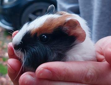 Baby cavia zeugje  beschikbaar voor biedingen