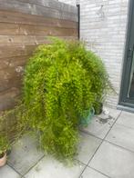 Grote aspergevaren, Huis en Inrichting, Ophalen