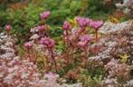 48 st Sedum spurium plug P5cm, Ophalen, Bodembedekkers, Volle zon, Vaste plant