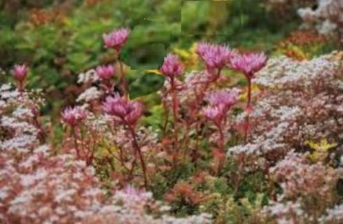 48 st Sedum spurium plug P5cm, Tuin en Terras, Planten | Tuinplanten, Vaste plant, Bodembedekkers, Volle zon, Zomer, Ophalen