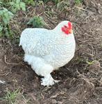 Kriel sierhaantje Cochin/Araucana grijs, Dieren en Toebehoren, Pluimvee, Mannelijk, Kip
