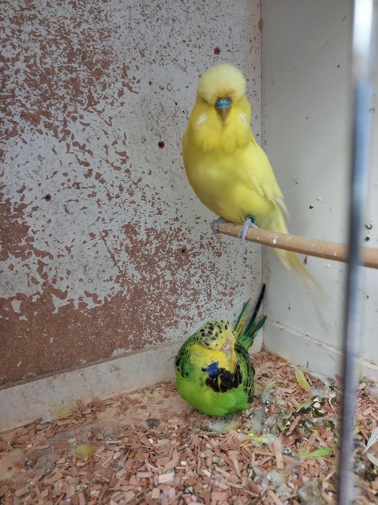 3 kweekkoppels engelse grasparkieten  ., Dieren en Toebehoren, Vogels | Parkieten en Papegaaien, Parkiet, Geringd