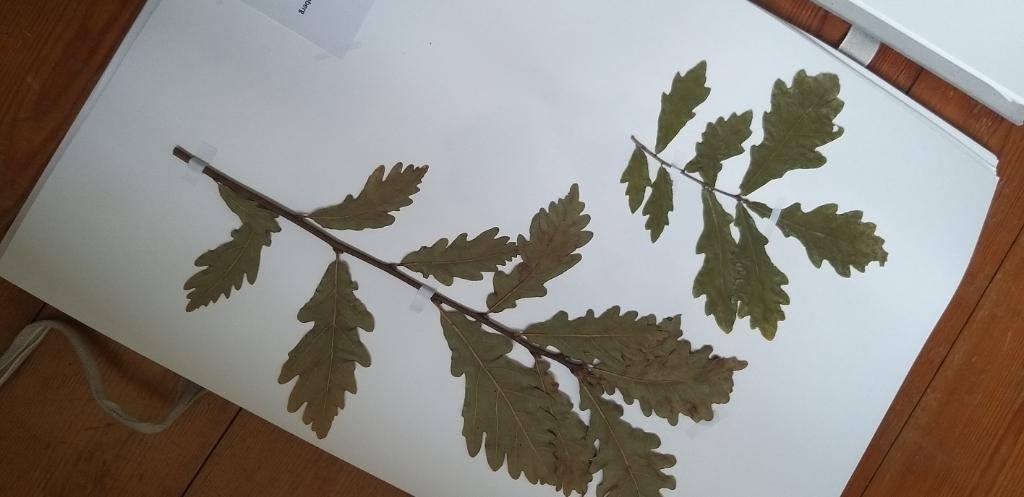 Herbarium, Ophalen