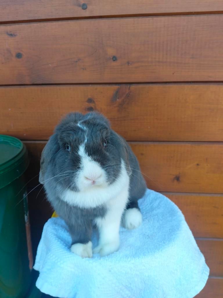 NHD, voedster., Dieren en Toebehoren, Vermiste en Gevonden Dieren, Konijn of Knaagdier