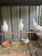 4 jonge duifjes, Dieren en Toebehoren, Vogels | Duiven, Geslacht onbekend, Overige soorten