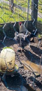 Tamme mooie cochin haan rashaantje, Dieren en Toebehoren