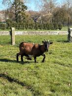 Geit ( mieke ), Chèvre