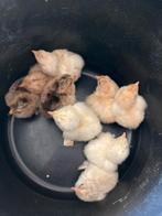 Brahma kuikens verwacht op 28/03/2026, Dieren en Toebehoren, Geslacht onbekend, Kip