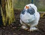 brahma columbia wit zwart, Dieren en Toebehoren, Pluimvee, Vrouwelijk, Kip