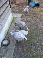 Cereopsis of Hoenderganzen, Animaux & Accessoires, Volatiles, Sexe inconnu, Oie ou Cygne