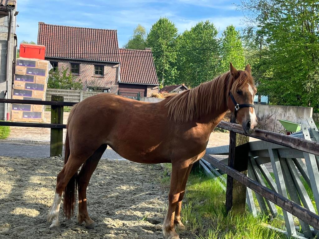 3 jarige Dpony merrie Wilson X Calipso, Dieren en Toebehoren, Paarden, Merrie
