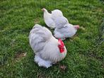Prachtige Cochin kriel kippen , handtam en topkwaliteit, Plusieurs animaux, Poule ou poulet