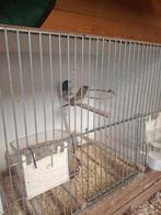 Japanse meeuwen, Dieren en Toebehoren, Vogels | Overige Vogels