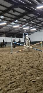 13 jarige Welsh pony, B