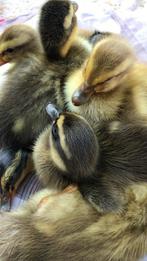 Kuikentjes indische loopeenden, Geslacht onbekend, Eend