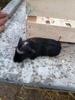 Cavia zeugje, Dieren en Toebehoren, Cavia, Februari, Vrouwelijk, Tam