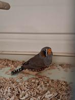 Zebravinken, Dieren en Toebehoren, Vogels | Overige Vogels