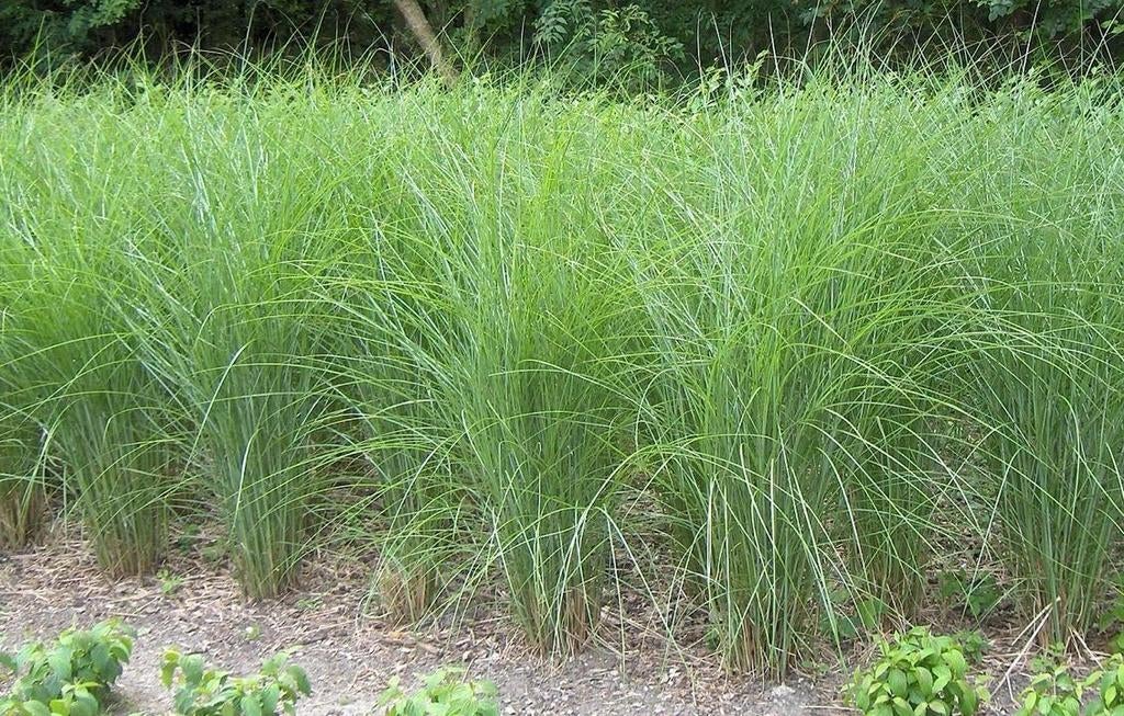 Siergrassen Miscanthus Sinensis Gracilimus in 3l grote pot, Tuin en Terras, Planten | Tuinplanten, Ophalen, Siergrassen