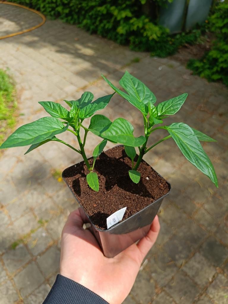 Paprika planten 2.25 voor 2, verschillende soorten, Ophalen