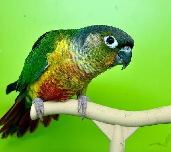 Mâle conure de molinae EAM/apprivoisé, Mâle, Perroquet, Domestique
