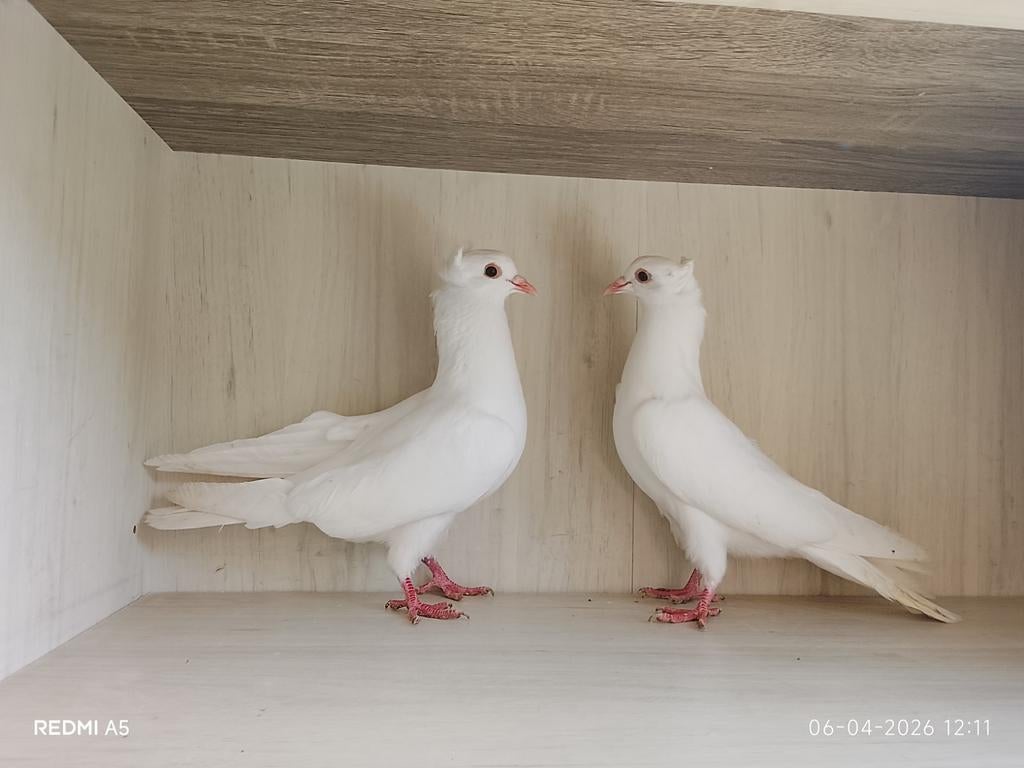 Servische hoogvlieger, Dieren en Toebehoren