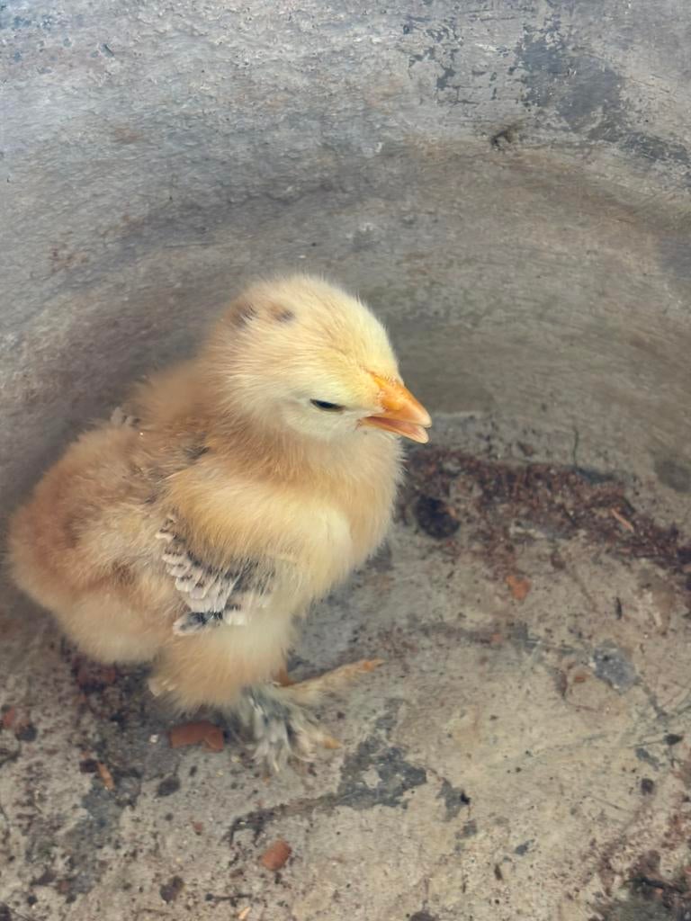 Poussins brahma, Enlèvement